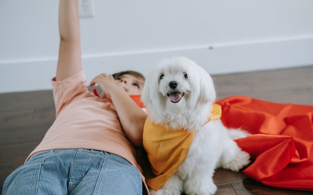 doggy day camp