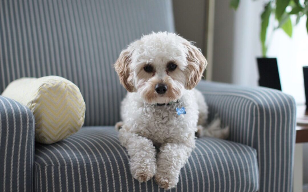Animal hospitals in Kansas City